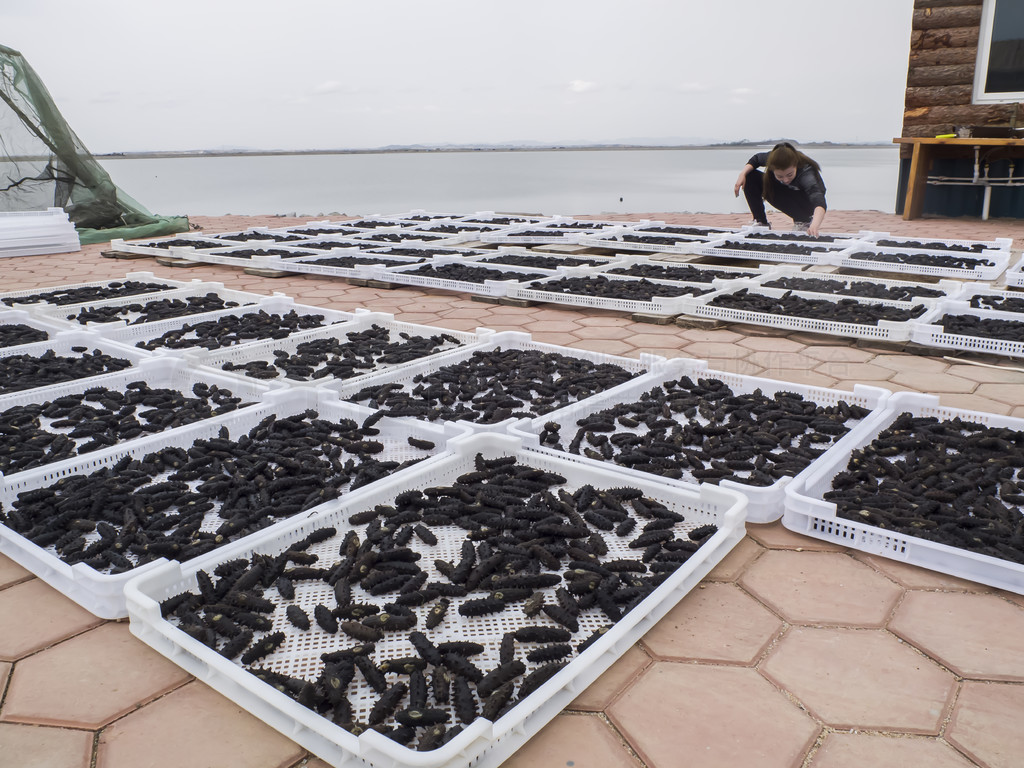 從深海到餐桌 海參養(yǎng)殖、加工與美食的完美融合